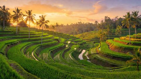 Bali Walking Tour: Ubud Sacred Monkey Forest to Rice Terraces