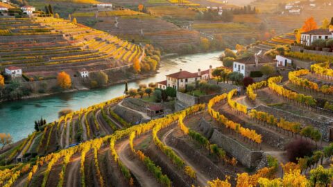 Porto's Neighbour: Walking the Douro Valley Wine Terraces