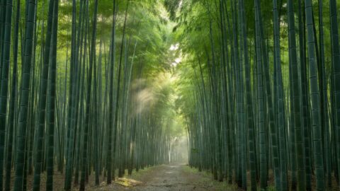 Kyoto Walking Tour: Arashiyama Bamboo Grove to Tenryu-ji