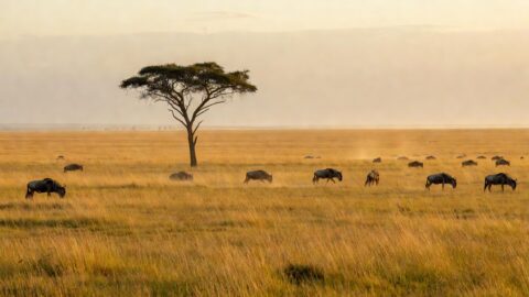 Nairobi to Maasai Mara: Walking the African Savanna