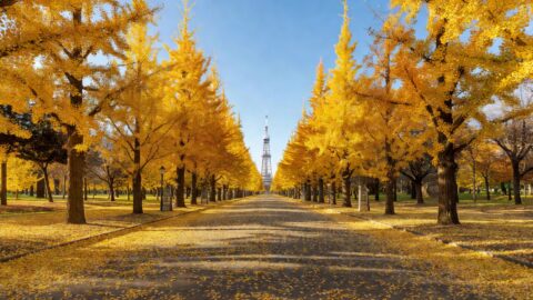 Sapporo Odori Park and Tanukikoji Walking Tour Hokkaido